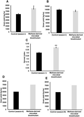 Methane-derived microbial biostimulant reduces greenhouse gas emissions and improves rice yield